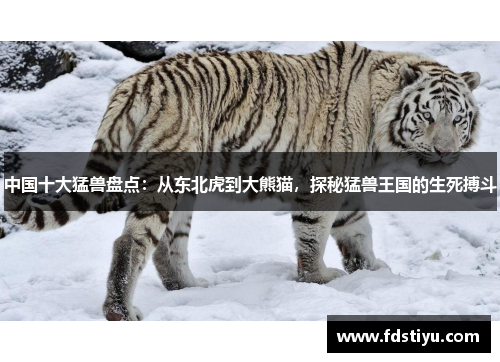中国十大猛兽盘点：从东北虎到大熊猫，探秘猛兽王国的生死搏斗